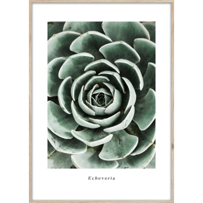 Plakát v rámu 50x70 cm Echeveria – Styler