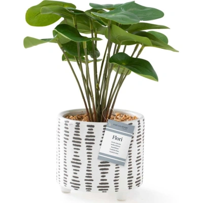 Umělá rostlina (výška 23 cm) Flori Pilea – AmeliaHome