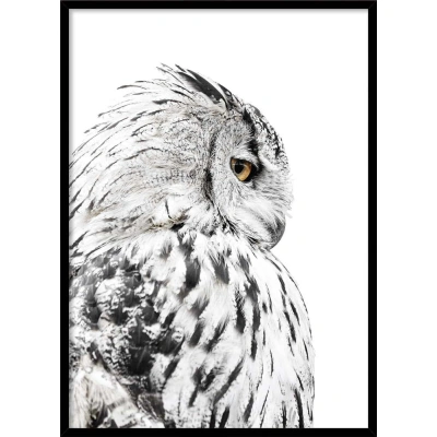 Plakát v rámu 50x70 cm Owl – Styler